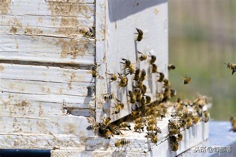 家裡有蜜蜂怎麼趕